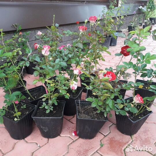 Саженцы плодовых деревьев зкс, роза зкс