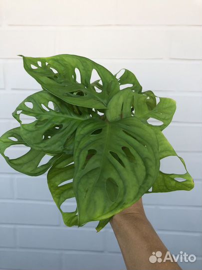 Монстера Манки Маск (Манки Лиф)