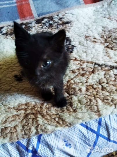 Котенок ищет дом(мальчик)