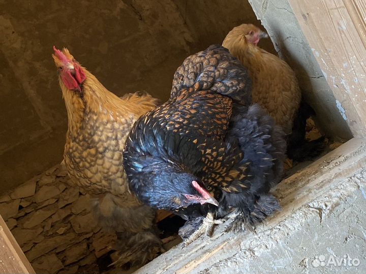 Куры кохины