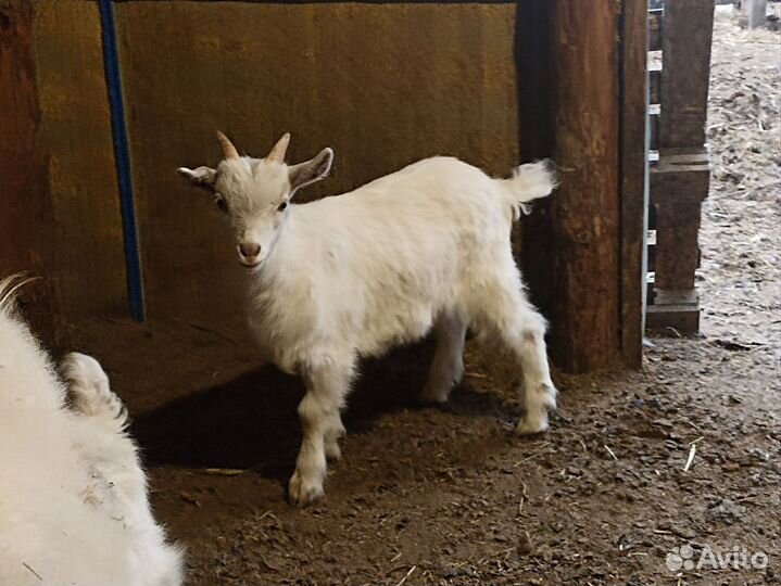 Козлята от русских и зааненских коз