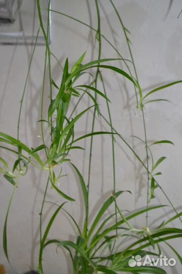 Хлорофитум