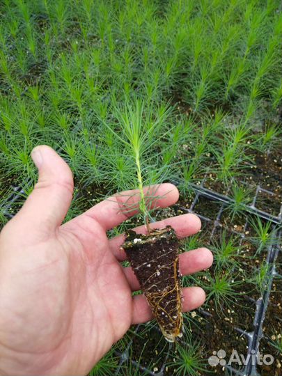 Сеянцы сосны зкс