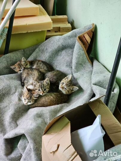 Котята в добрые руки