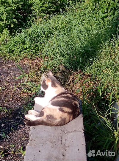 Домашние животные кошки