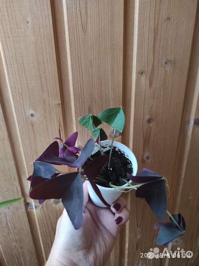 Традесканция,Оксалис.3 сорта в наличии