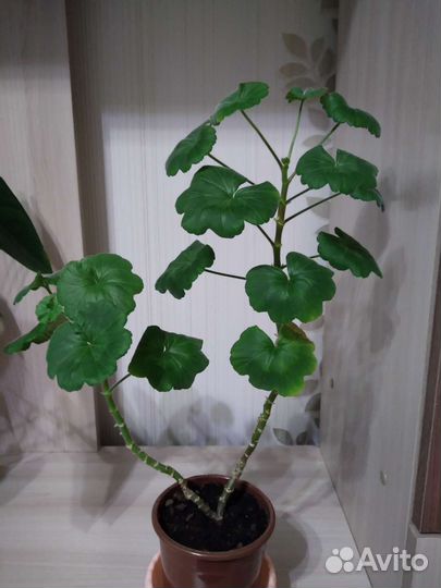 Пеларгония герань