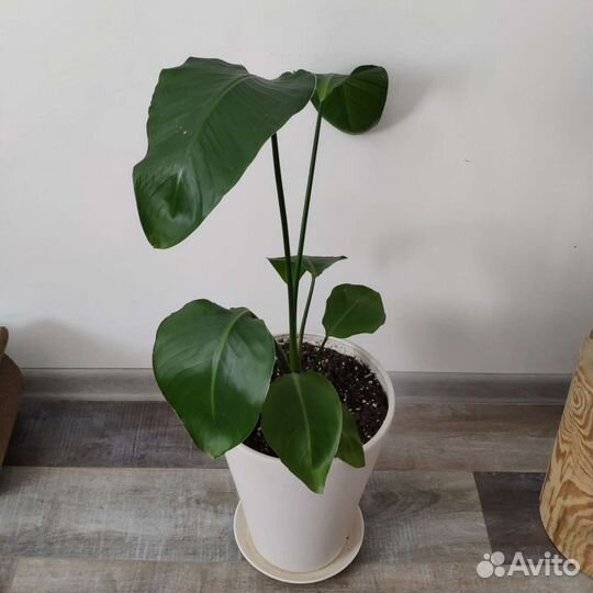 Стрелиция Николая