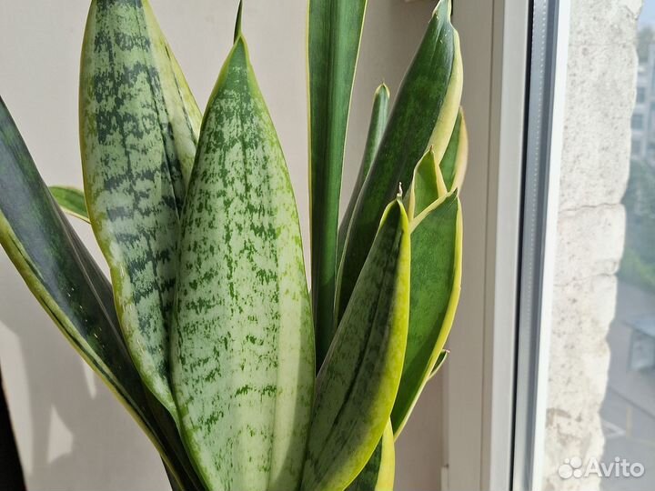 Сансевиерия (тёщин язык, щучий хвост)