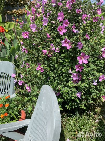 Гибискус сиреневый,белый и красный