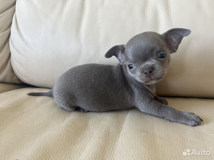 Щенки чихуахуа