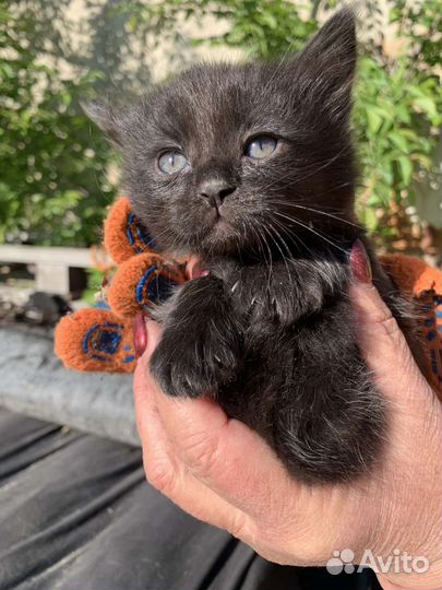 Красивые Котята 1 месяц