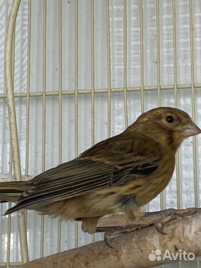 Кенара и канарейки