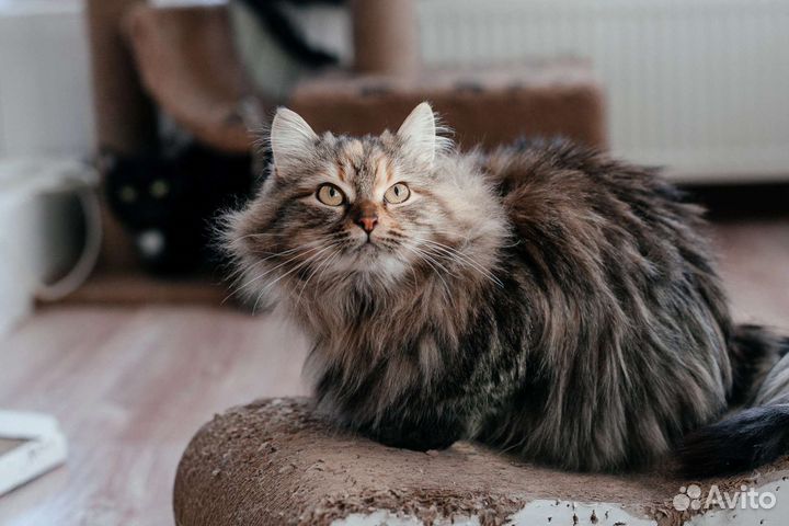 Кошка Облачко ищет