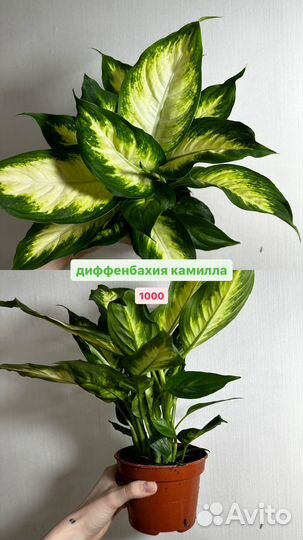 Диффенбахия