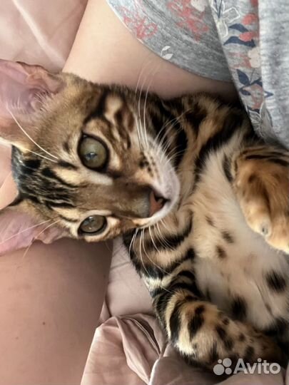Бенгальский кот