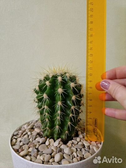 Кактус в горшочке