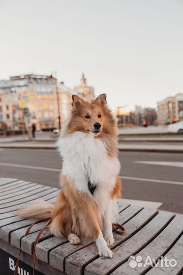 Услуги кинолога, зоопсихолога