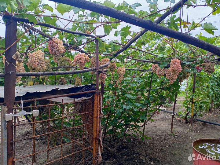 Саженцы винограда