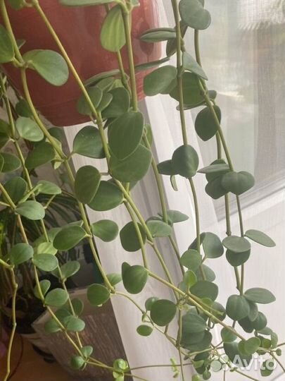 Пеперомия тетрафилла хоуп