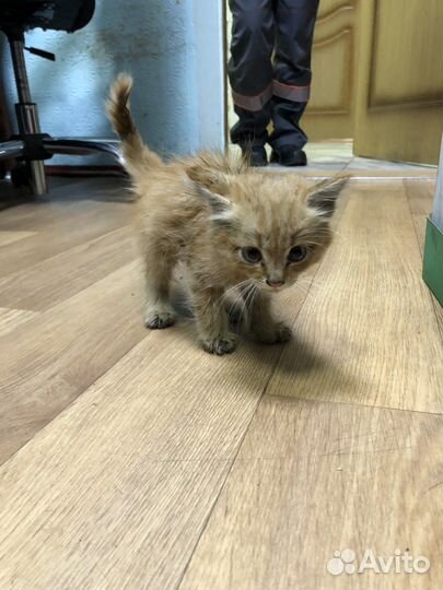 Котенок в добрые руки