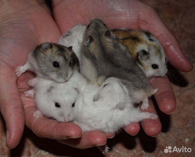 Джунгарский хомяк