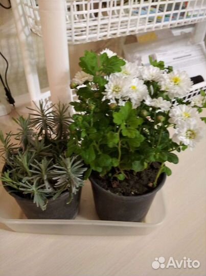 Хризантема, почвопокровники,ромашка садовая