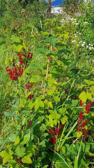 Дом 42 м² на участке 10 сот.