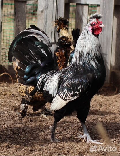 Петух Павлоской породы