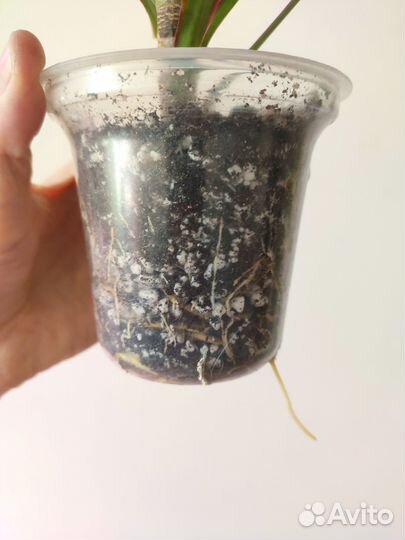 Драцена маргината вар. 