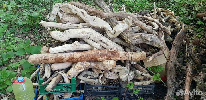 Лоза виноградная для террариума, дизайн. Опт