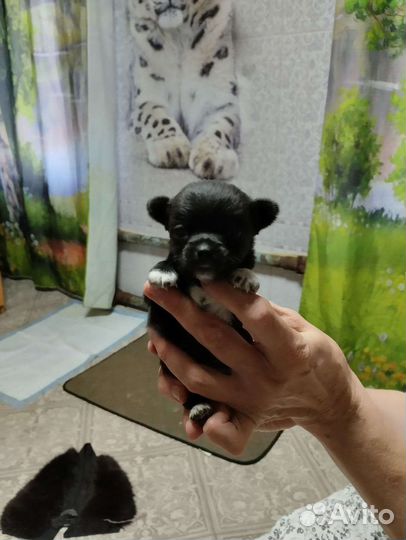 Чихуахуа мини