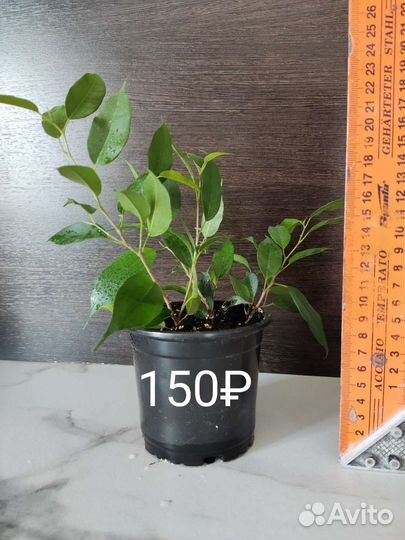 Фикус Бенджамина