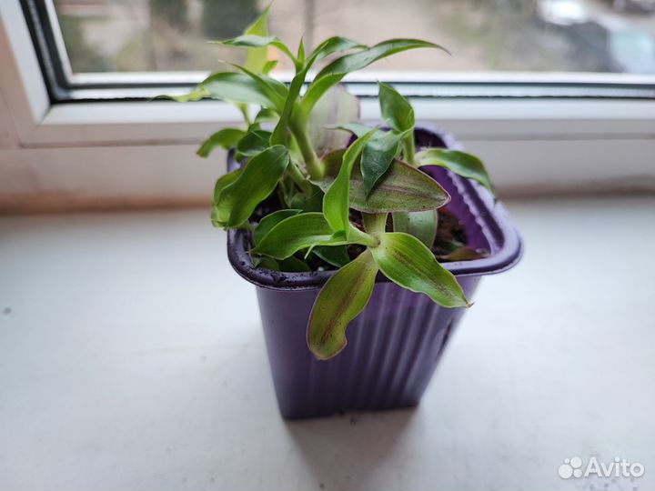 Каллизия душистая или золотой ус