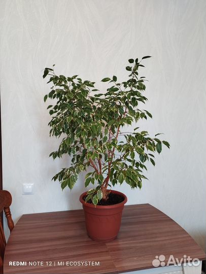 Фикус бенджамина