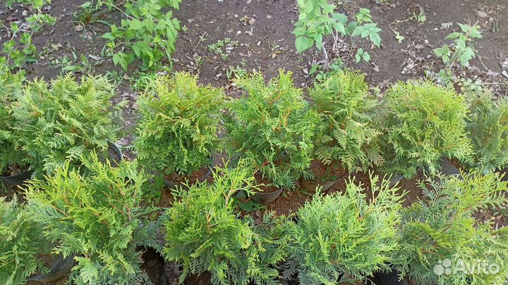 Туя шаровидная 