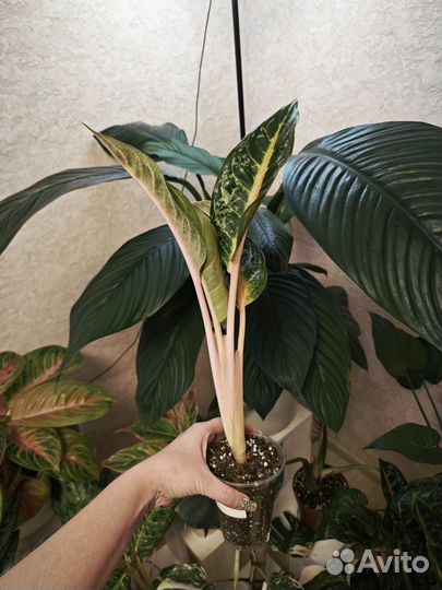 Аглаонема чатра монгол