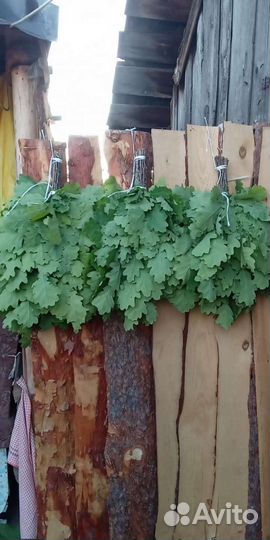 Дубовые веники