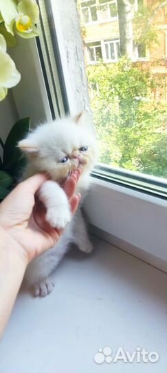 Котята экзотики