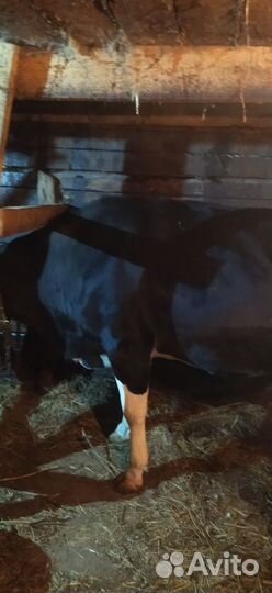 Корова на мясо