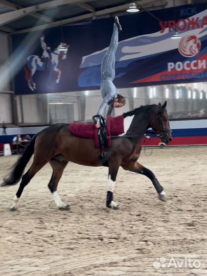 Аренда лошади