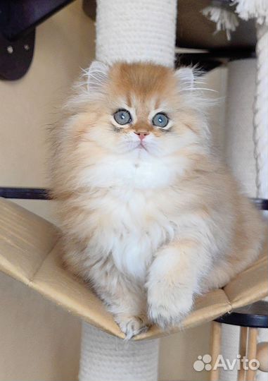 Британец золотая шиншилла