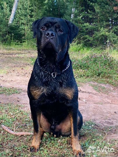 Отдам ротвейлера