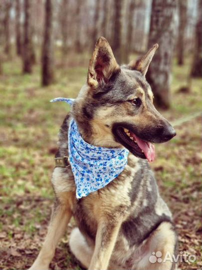 Ариэль угасает в приюте