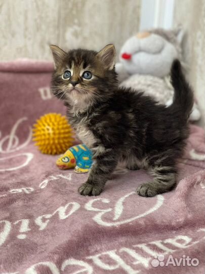 Котенок - мальчик в добрые руки