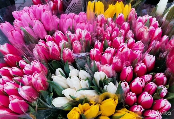 Тюльпаны к 8марта Опт