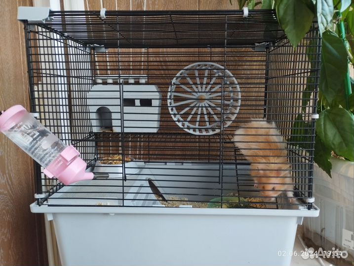 Хомяк 3 месяца