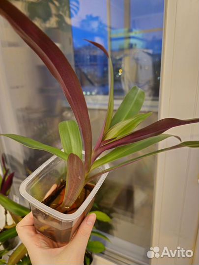 Комнатные цветы