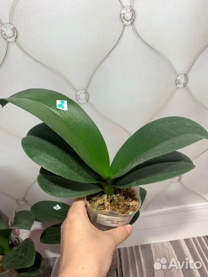 Орхидея Zeus фаленопсис