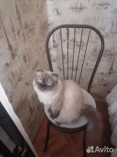 Шотландский кот вязка